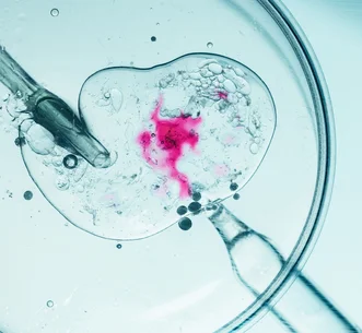 Top-down view of micropipettes interacting with clear liquid containing pink dye inside a Petri dish.